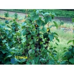 Solbær 'Titania' Ribes Nigrum 'Titania' 3,5 Liter Potte 15 Solbær 'Titania' Ribes Nigrum 'Titania' 3,5 Liter Potte -Osmo Salgsbutik fi455 ribes nigrum titania a58a