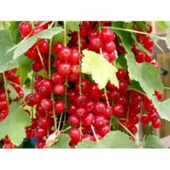 Ribs 'Jonkheer Van Tets' Ribes Rubrum 'Jonkheer Van Tets' Barrods,- 4-8 Grene 9 Ribs 'Jonkheer Van Tets' Ribes Rubrum 'Jonkheer Van Tets' Barrods,- 4-8 Grene -Osmo Salgsbutik fi458 ribes rubrum jonkheer van tets c7d5