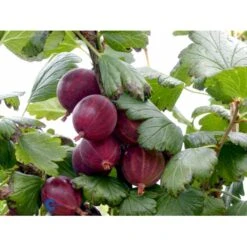 Stikkelsbær 'Rød Hinnomaki' Ribes Uva-crispa 'Rød Hinnomaki' 3,5 Liter Potte -Osmo Salgsbutik fi479 ribes uva crispa hinnonmaeki roed 0c61