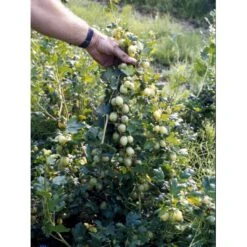 Stikkelsbær 'Invicta' Ribes Uva-crispa 'Invicta' 3,5 Liter Potte -Osmo Salgsbutik fi481 ribes uva crispa invicta 4a04