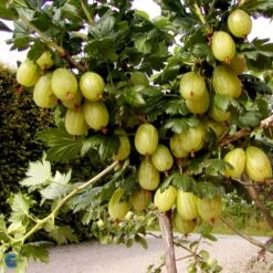 Stikkelsbær 'Invicta' Ribes Uva-crispa 'Invicta' 3,5 Liter Potte -Osmo Salgsbutik fi481 ribes uva crispa invicta ac0a