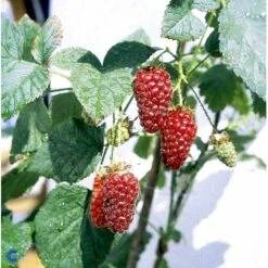 Taybær 'Medana' Rubus X Tayberry 'Medana' Potte 2,0 Liter,- Opbundet -Osmo Salgsbutik fi492 rubus tayberry 8adf