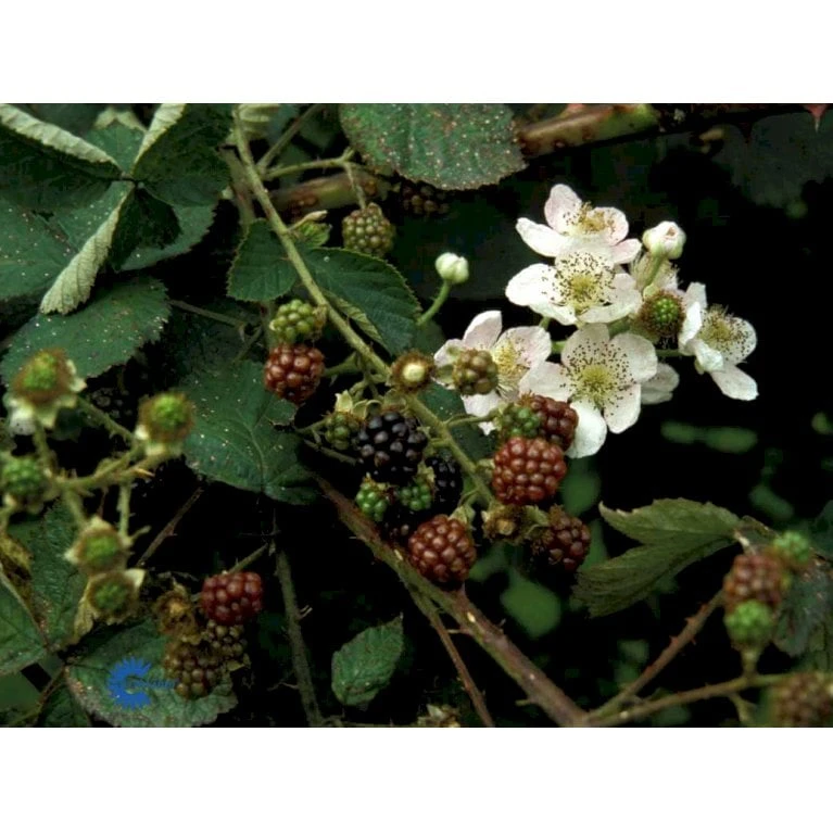 Tornfri Brombær 'Black Satin' Rubus Fruticosus 'Black Satin' Opbundet Til Ca. 40 Cm., Med Potte 8 Tornfri Brombær 'Black Satin' Rubus Fruticosus 'Black Satin' Opbundet Til Ca. 40 Cm., Med Potte - Billede 6