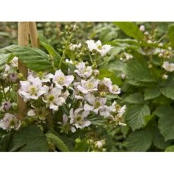 Tornfri Brombær 'Black Satin' Rubus Fruticosus 'Black Satin' Opbundet Til Ca. 40 Cm., Med Potte 12 Tornfri Brombær 'Black Satin' Rubus Fruticosus 'Black Satin' Opbundet Til Ca. 40 Cm., Med Potte -Osmo Salgsbutik fi497 rubus fruticosus black satin e3e8