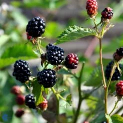 Tornfri Brombær 'Navaho'® Rubus Fruticosus 'Navaho'® Potte 3,0 Liter,- Opbundet 9 Tornfri Brombær 'Navaho'® Rubus Fruticosus 'Navaho'® Potte 3,0 Liter,- Opbundet -Osmo Salgsbutik fi502 rubus fruticosus navaho 1dc7
