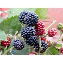 Tornfri Brombær 'Thornfree' Rubus Fruticosus 'Thornfree' Potte 2,0 Liter,- Opbundet -Osmo Salgsbutik fi503 rubus fruticosus thornfree 09a7