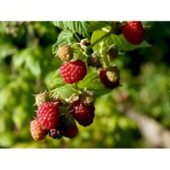 Efterårs Hindbær 'Autumn Bliss'® Rubus Idaeus 'Autumn Bliss'® Barrods,- 8-10 Mm. Rodhals. -Osmo Salgsbutik fi509 rubus idaeus autumn bliss 2af4