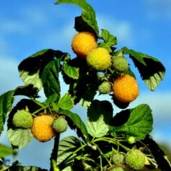 Efterårs Hindbær 'Fallgold' Rubus Idaeus 'Fallgold' Barrods,- 8-10 Mm. Rodhals. -Osmo Salgsbutik fi512 rubus idaeus fallgold b7df