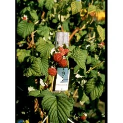 Sommer Hindbær 'Preussen II' Rubus Idaeus 'Preussen II' Potte 3,0 Liter,- Opbundet 9 Sommer Hindbær 'Preussen II' Rubus Idaeus 'Preussen II' Potte 3,0 Liter,- Opbundet -Osmo Salgsbutik fi525 rubus idaeus preussen 6c76