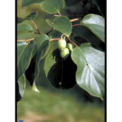 Almindelig Stikkelsbærkiwi Actinidia Arguta Potte 2,0 Liter,- Opbundet -Osmo Salgsbutik fi5614 actinidia arguta 3f2a