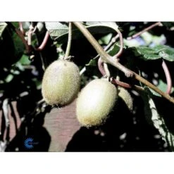 Kiwi 'Boskoop' Actinidia Chinensis 'Boskoop' (Hunplante) Potte 2,0 Liter,- Opbundet -Osmo Salgsbutik fi5615 actinidia chinensis boskoop b258
