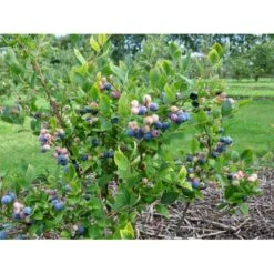 Storfrugtet Blåbær 'Patriot' Vaccinium Corymbosum 'Patriot' Potte 3,0 Liter,- Opbundet -Osmo Salgsbutik fi581 vaccinium corymbosum patriot 2f24