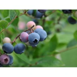 Storfrugtet Blåbær 'Patriot' Vaccinium Corymbosum 'Patriot' Potte 3,0 Liter,- Opbundet -Osmo Salgsbutik fi581 vaccinium corymbosum patriot f579