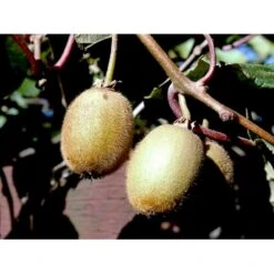 Kiwi 'Solo' Actinidia Chinensis 'Solo' (Selvbestøvende) Potte 2,0 Liter,- Opbundet 60-100 Cm -Osmo Salgsbutik fi5 actinidia chinensis 3a3a processed