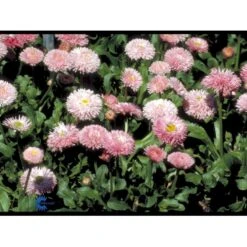 Tusindfryd 'Meadow Daisy' Bellis Perennis L. 'Meadow Daisy' Pose Med Frø Eller Løg, 20 -Osmo Salgsbutik fi6013 bellis perennis a89b
