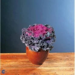 Broccoli 'Calabrese Natalino' Øko Brassica Oleracea 'Calabrese Natalino' Frøpose, Antal Pr. Pakke, Ca. 35 Stk. 17 Broccoli 'Calabrese Natalino' Øko Brassica Oleracea 'Calabrese Natalino' Frøpose, Antal Pr. Pakke, Ca. 35 Stk. -Osmo Salgsbutik fi6062 brassica oleracea 15aa