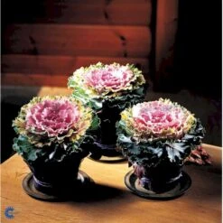 Broccoli 'Calabrese Natalino' Øko Brassica Oleracea 'Calabrese Natalino' Frøpose, Antal Pr. Pakke, Ca. 35 Stk. 16 Broccoli 'Calabrese Natalino' Øko Brassica Oleracea 'Calabrese Natalino' Frøpose, Antal Pr. Pakke, Ca. 35 Stk. -Osmo Salgsbutik fi6062 brassica oleracea 1af7