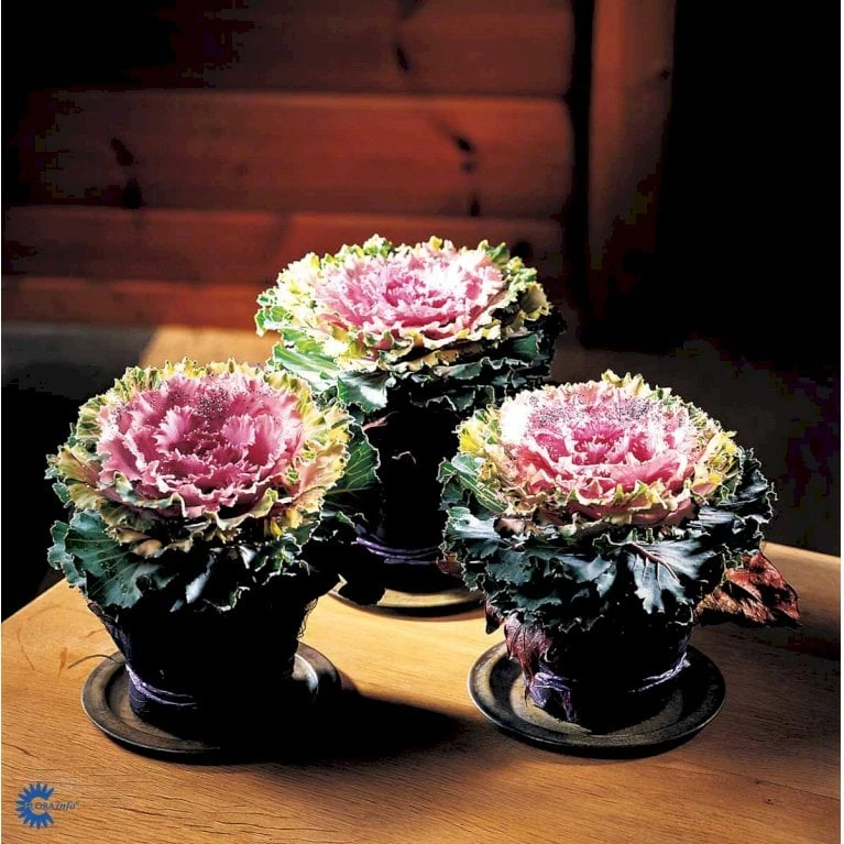 Broccoli 'Calabrese Natalino' Øko Brassica Oleracea 'Calabrese Natalino' Frøpose, Antal Pr. Pakke, Ca. 35 Stk. 8 Broccoli 'Calabrese Natalino' Øko Brassica Oleracea 'Calabrese Natalino' Frøpose, Antal Pr. Pakke, Ca. 35 Stk. - Billede 6