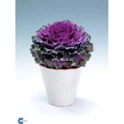 Broccoli 'Calabrese Natalino' Øko Brassica Oleracea 'Calabrese Natalino' Frøpose, Antal Pr. Pakke, Ca. 35 Stk. 18 Broccoli 'Calabrese Natalino' Øko Brassica Oleracea 'Calabrese Natalino' Frøpose, Antal Pr. Pakke, Ca. 35 Stk. -Osmo Salgsbutik fi6062 brassica oleracea 301b