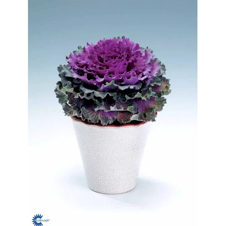 Broccoli 'Calabrese Natalino' Øko Brassica Oleracea 'Calabrese Natalino' Frøpose, Antal Pr. Pakke, Ca. 35 Stk. 10 Broccoli 'Calabrese Natalino' Øko Brassica Oleracea 'Calabrese Natalino' Frøpose, Antal Pr. Pakke, Ca. 35 Stk. - Billede 8