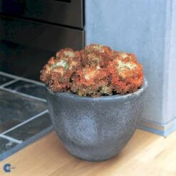 Broccoli 'Calabrese Natalino' Øko Brassica Oleracea 'Calabrese Natalino' Frøpose, Antal Pr. Pakke, Ca. 35 Stk. 15 Broccoli 'Calabrese Natalino' Øko Brassica Oleracea 'Calabrese Natalino' Frøpose, Antal Pr. Pakke, Ca. 35 Stk. -Osmo Salgsbutik fi6062 brassica oleracea 4bf1