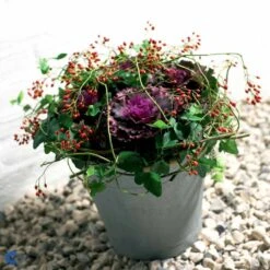 Broccoli 'Calabrese Natalino' Øko Brassica Oleracea 'Calabrese Natalino' Frøpose, Antal Pr. Pakke, Ca. 35 Stk. 14 Broccoli 'Calabrese Natalino' Øko Brassica Oleracea 'Calabrese Natalino' Frøpose, Antal Pr. Pakke, Ca. 35 Stk. -Osmo Salgsbutik fi6062 brassica oleracea 9fb1