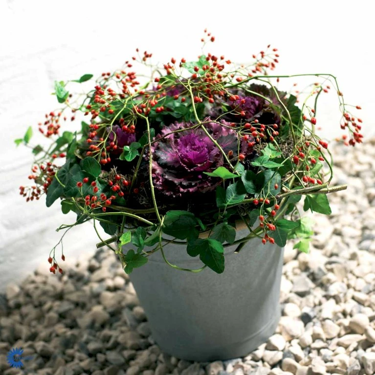 Broccoli 'Calabrese Natalino' Øko Brassica Oleracea 'Calabrese Natalino' Frøpose, Antal Pr. Pakke, Ca. 35 Stk. 6 Broccoli 'Calabrese Natalino' Øko Brassica Oleracea 'Calabrese Natalino' Frøpose, Antal Pr. Pakke, Ca. 35 Stk. - Billede 4