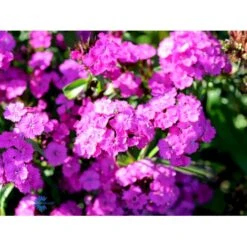 Studenternellike 'Herald Of Spring' Dianthus Barbatus 'Herald Of Spring' Pose Med Frø Eller Løg, 30 -Osmo Salgsbutik fi6182 dianthus barbatus 6c40