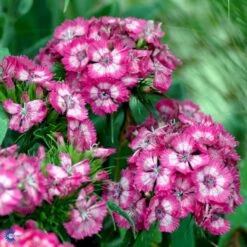 Studenternellike 'Herald Of Spring' Dianthus Barbatus 'Herald Of Spring' Pose Med Frø Eller Løg, 30 -Osmo Salgsbutik fi6182 dianthus barbatus 9741