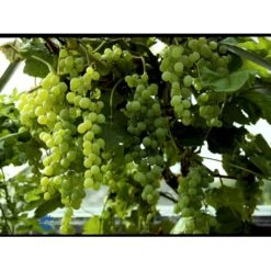 Vin 'Himrod' Vitis Vinifera 'Himrod' Potte 3,0 Liter,- Opbundet 80-100 Cm. 10 Vin 'Himrod' Vitis Vinifera 'Himrod' Potte 3,0 Liter,- Opbundet 80-100 Cm. -Osmo Salgsbutik fi621 vitis vinifera himrod 42dd