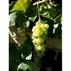 Vin 'Himrod' Vitis Vinifera 'Himrod' Potte 3,0 Liter,- Opbundet 80-100 Cm. 11 Vin 'Himrod' Vitis Vinifera 'Himrod' Potte 3,0 Liter,- Opbundet 80-100 Cm. -Osmo Salgsbutik fi621 vitis vinifera himrod 5d9d