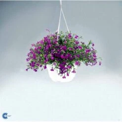 Kantlobelie 'Crystal Palace' Lobelia Erinus 'Crystal Palace' Pose Med Frø Eller Løg, 15 -Osmo Salgsbutik fi6303 lobelia erinus cc1f