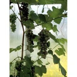 Vin 'Vanessa' Vitis Vinifera 'Vanessa' Potte 3,0 Liter,- Opbundet 80-100 Cm. -Osmo Salgsbutik fi643 vitis vinifera vanessa 9400