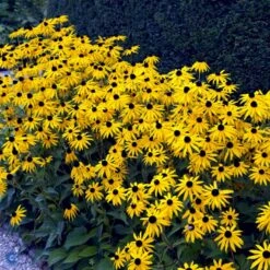 Stor Solhat Rudbeckia Maxima 1 Liter Potte -Osmo Salgsbutik fi6481 rudbeckia maxima 6b20