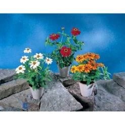 Frøkenhat 'Sunbow Mixed' Zinnia Elegans 'Sunbow Mixed' Pose Med Frø Eller Løg -Osmo Salgsbutik fi6568 zinnia elegans 63c7