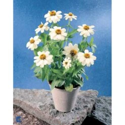 Frøkenhat 'Sunbow Mixed' Zinnia Elegans 'Sunbow Mixed' Pose Med Frø Eller Løg -Osmo Salgsbutik fi6568 zinnia elegans 74dc