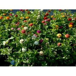 Frøkenhat 'Sunbow Mixed' Zinnia Elegans 'Sunbow Mixed' Pose Med Frø Eller Løg -Osmo Salgsbutik fi6568 zinnia elegans f525