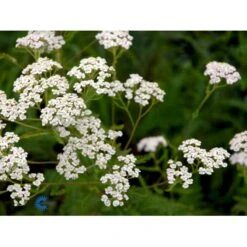 Almindelig Røllike Achillea Millefolium 1 Liter Potte -Osmo Salgsbutik fi6632 achillea millefolium a900
