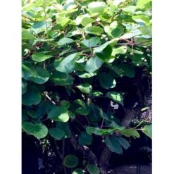 Kiwi 'Jenny' Actinidia Chinensis 'Jenny' (Selvbestøvende) Potte 2,0 Liter,- Opbundet -Osmo Salgsbutik fi6 actinidia chinensis jenny aff8 processed