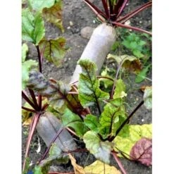 Aflang Rødbede 'Forono' Beta Vulgaris 'Forono' Pose Med Frø Eller Løg, 20 9 Aflang Rødbede 'Forono' Beta Vulgaris 'Forono' Pose Med Frø Eller Løg, 20 -Osmo Salgsbutik fi7697 beta vulgaris 6c21