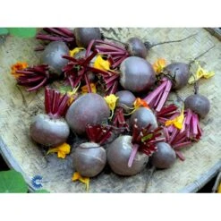 Aflang Rødbede 'Forono' Beta Vulgaris 'Forono' Pose Med Frø Eller Løg, 20 8 Aflang Rødbede 'Forono' Beta Vulgaris 'Forono' Pose Med Frø Eller Løg, 20 -Osmo Salgsbutik fi7697 beta vulgaris b703