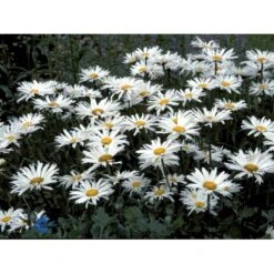Kæmpemargerit 'Wirral Supreme' Leucanthemum Supberbum 'Wirral Supreme'' 1 Liter Potte -Osmo Salgsbutik fi8020 chrysanthemum maximum wirral supreme a3fd