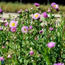 Bakkestjerne 'Rosa Juwel' Erigeron Hybrid 'Rosa Juwel' 1 Liter Potte -Osmo Salgsbutik fi8635 erigeron rosa juwel 2c25