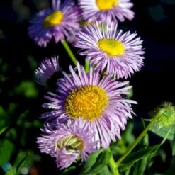 Bakkestjerne 'Rosa Juwel' Erigeron Hybrid 'Rosa Juwel' 1 Liter Potte -Osmo Salgsbutik fi8635 erigeron rosa juwel 348b