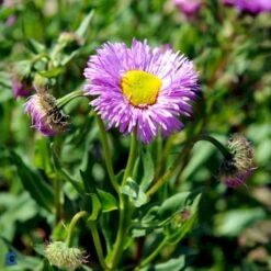 Bakkestjerne 'Rosa Juwel' Erigeron Hybrid 'Rosa Juwel' 1 Liter Potte -Osmo Salgsbutik fi8635 erigeron rosa juwel 8b0b