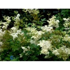Almindelig Mjødurt Filipendula Ulmaria 10 Cm. Potte -Osmo Salgsbutik fi8815 filipendula ulmaria variegata 76c7
