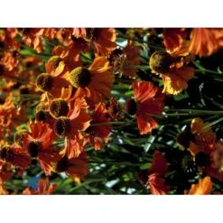 Solbrud 'Short 'n' Sassy' Helenium 'Short 'n' Sassy' 1 Liter Potte -Osmo Salgsbutik fi9159 helenium 4f2f