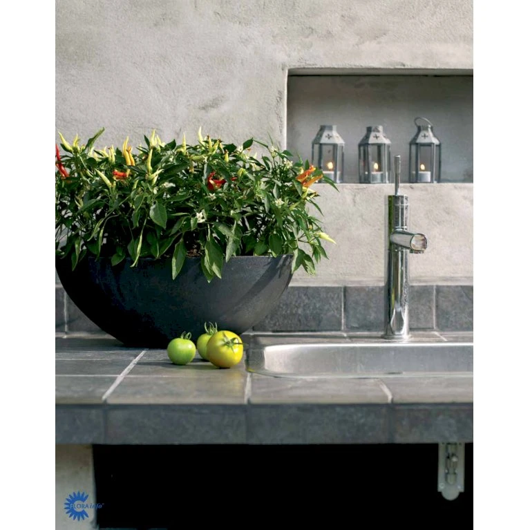 Chilipeber 'Lombardo' Capsicum Annuum 'Lombardo' Pose Med Frø Eller Løg, 5 5 Chilipeber 'Lombardo' Capsicum Annuum 'Lombardo' Pose Med Frø Eller Løg, 5 - Billede 3