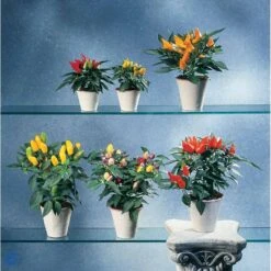 Chilipeber 'Lombardo' Capsicum Annuum 'Lombardo' Pose Med Frø Eller Løg, 5 16 Chilipeber 'Lombardo' Capsicum Annuum 'Lombardo' Pose Med Frø Eller Løg, 5 -Osmo Salgsbutik fi918 capsicum annuum b581