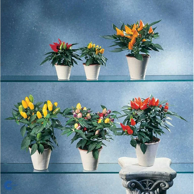 Chilipeber 'Lombardo' Capsicum Annuum 'Lombardo' Pose Med Frø Eller Løg, 5 9 Chilipeber 'Lombardo' Capsicum Annuum 'Lombardo' Pose Med Frø Eller Løg, 5 - Billede 7